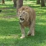 HAMBURG Serengeti park u Hodenhagenu odzvanjao hrvatskim glasovima