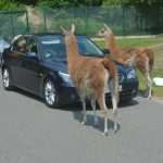 HAMBURG Serengeti park u Hodenhagenu odzvanjao hrvatskim glasovima