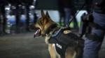 Policijski pas Hina