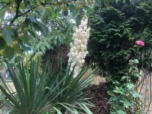 Vrt (Ilustracija) (DM)