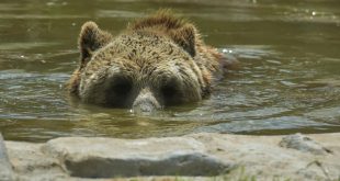 medvjed u vodi