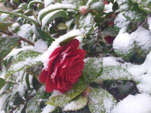 cvijet ruza snijeg