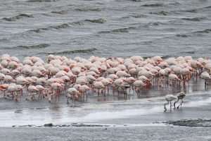 (FOTO)PUT KA TOPLIJIM STANIŠTIMA: Dolaskom zime flamingosi i druge selice ne napuštaju jezero
