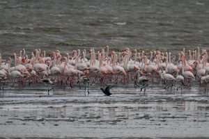 (FOTO)PUT KA TOPLIJIM STANIŠTIMA: Dolaskom zime flamingosi i druge selice ne napuštaju jezero