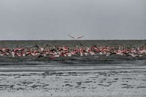 (FOTO)PUT KA TOPLIJIM STANIŠTIMA: Dolaskom zime flamingosi i druge selice ne napuštaju jezero