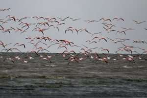 (FOTO)PUT KA TOPLIJIM STANIŠTIMA: Dolaskom zime flamingosi i druge selice ne napuštaju jezero