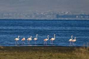 (FOTO)PUT KA TOPLIJIM STANIŠTIMA: Dolaskom zime flamingosi i druge selice ne napuštaju jezero