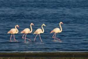 (FOTO)PUT KA TOPLIJIM STANIŠTIMA: Dolaskom zime flamingosi i druge selice ne napuštaju jezero