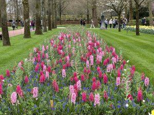 Park tulipana