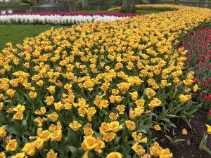 Park tulipana