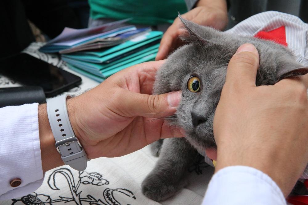 Mačka (ILUSTRACIJA) / Foto: Anadolu
