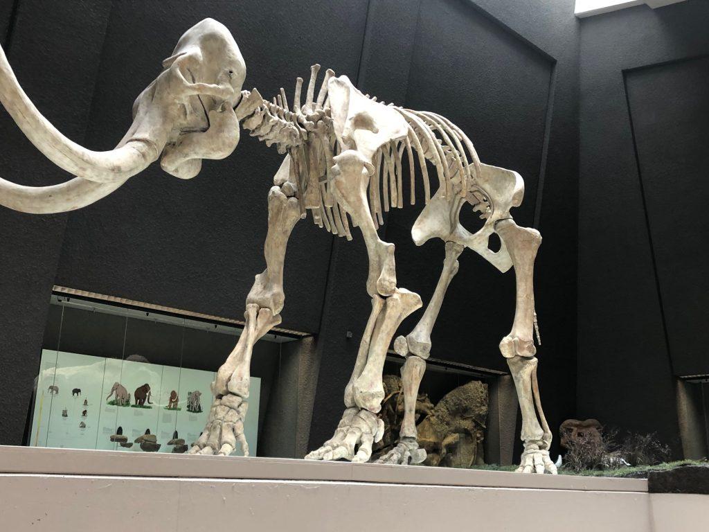 Kosti mamuta