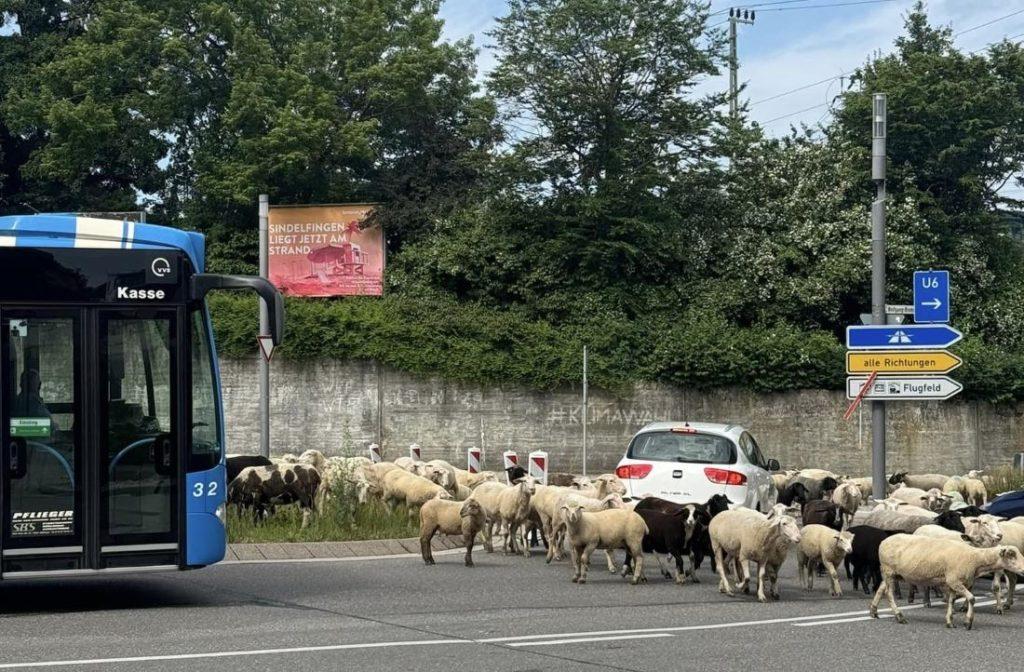 Ovce usred Böblingenu / Foto: Fenix (Zlatko Prtenjača) 