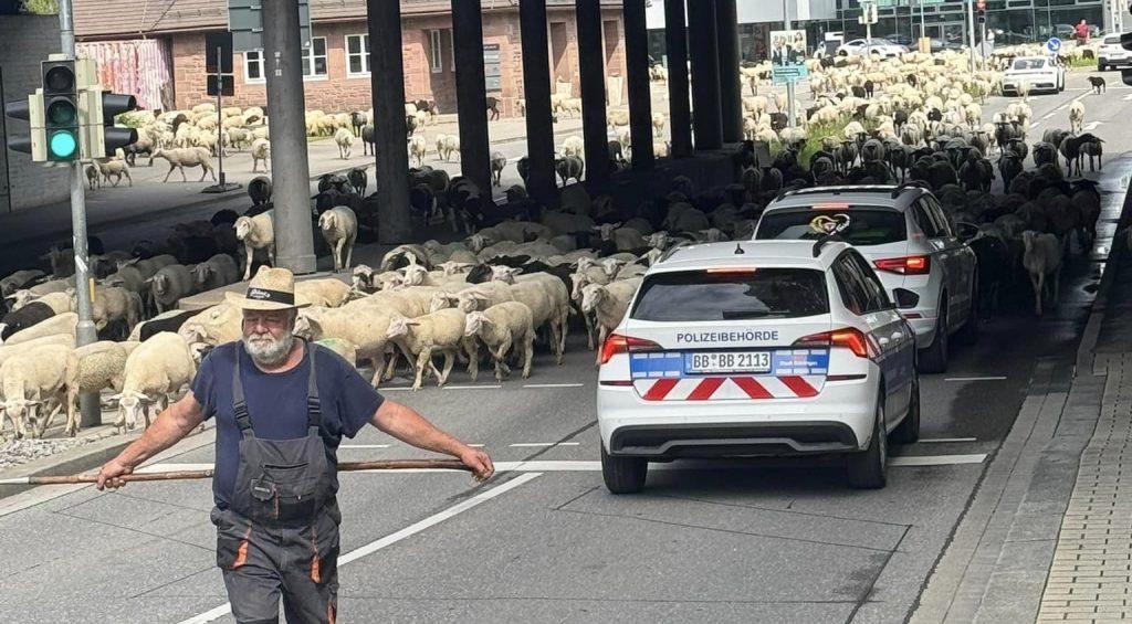 Ovce usred Böblingenu / Foto: Fenix (Zlatko Prtenjača)