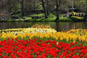 „NAJLJEPŠI VRT TULIPANA NA SVIJETU“: Nizozemski Keukenhof po 76. put otvorio vrata za posjetitelje  