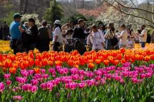 „NAJLJEPŠI VRT TULIPANA NA SVIJETU“: Nizozemski Keukenhof po 76. put otvorio vrata za posjetitelje  