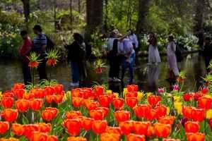 „NAJLJEPŠI VRT TULIPANA NA SVIJETU“: Nizozemski Keukenhof po 76. put otvorio vrata za posjetitelje  