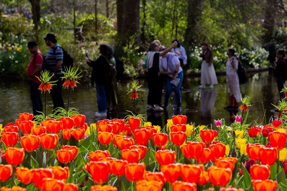 „NAJLJEPŠI VRT TULIPANA NA SVIJETU“: Nizozemski Keukenhof po 76. put otvorio vrata za posjetitelje „NAJLJEPŠI VRT TULIPANA NA SVIJETU“: Nizozemski Keukenhof po 76. put otvorio vrata za posjetitelje