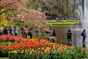 „NAJLJEPŠI VRT TULIPANA NA SVIJETU“: Nizozemski Keukenhof po 76. put otvorio vrata za posjetitelje  
