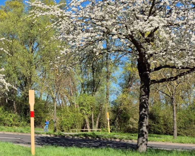 Cesta pored šume (Ilustracije) / Foto: Fenix (MD)