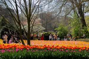 „NAJLJEPŠI VRT TULIPANA NA SVIJETU“: Nizozemski Keukenhof po 76. put otvorio vrata za posjetitelje  