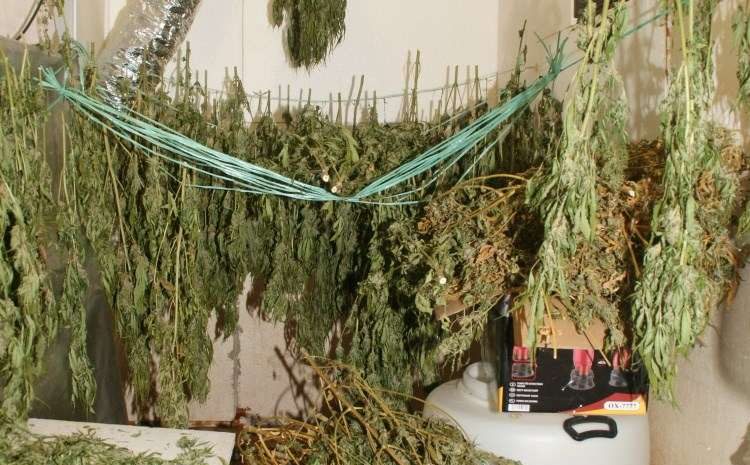 Marihuana / Foto: Hina/ PU SMŽ