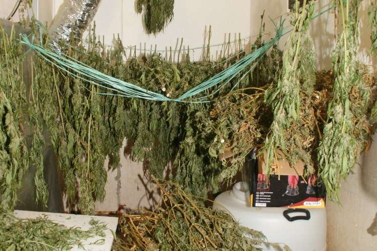 Marihuana / Foto: Hina/ PU SMŽ