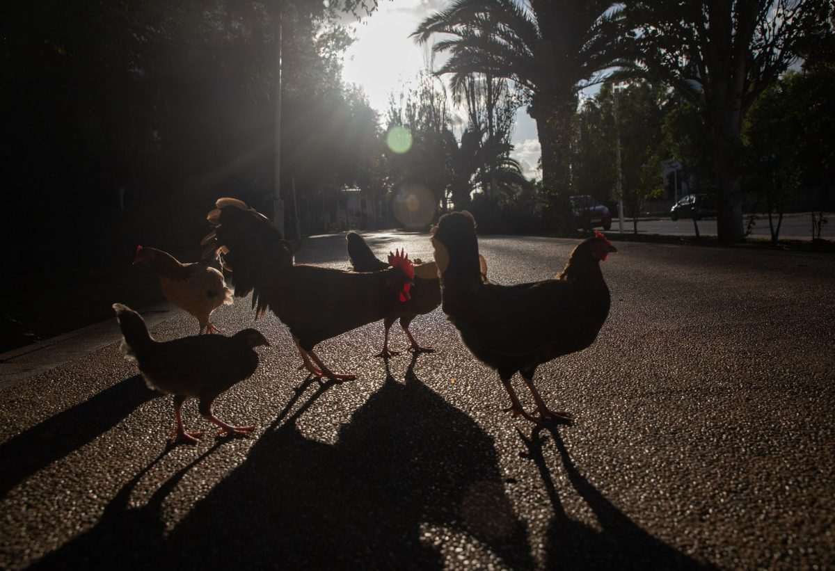 Kokoši/ Foto: Clara Margais/dpa