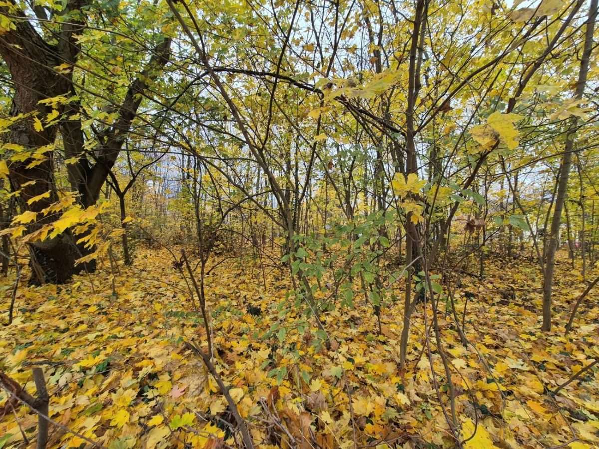 Šuma (Ilustracija) / Foto: Fenix (MD)