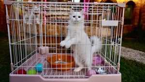 LUKSUZ S 5 ZVJEZDICA: Otvoren hotel za mačke koji pruža usluge za njegu i smještaj kućnih ljubimaca  