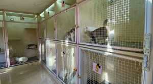 LUKSUZ S 5 ZVJEZDICA: Otvoren hotel za mačke koji pruža usluge za njegu i smještaj kućnih ljubimaca  