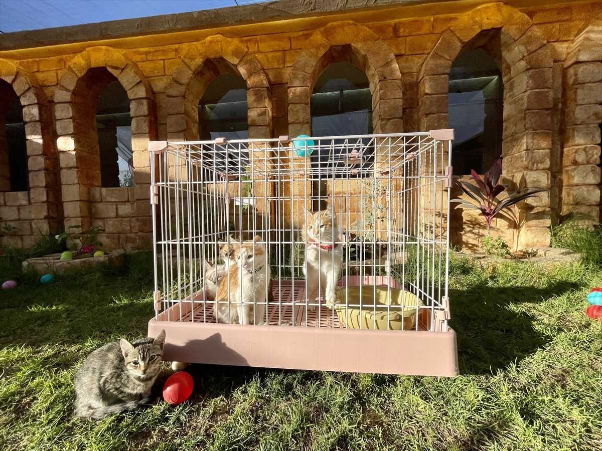 LUKSUZ S 5 ZVJEZDICA: Otvoren hotel za mačke koji pruža usluge za njegu i smještaj kućnih ljubimaca  