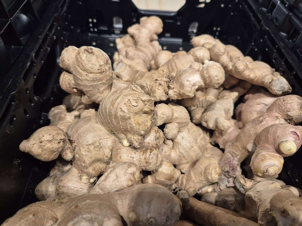 Đumbir / Foto: Fenix (MD)