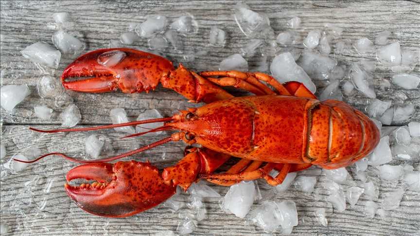 Jastog / Foto: Anadolu