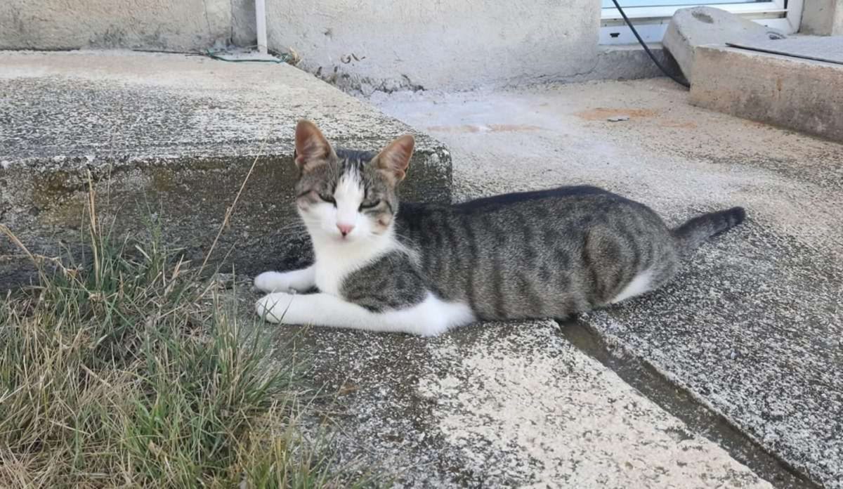 Mačka (Ilustracija) / Foto: Fenix (MD)