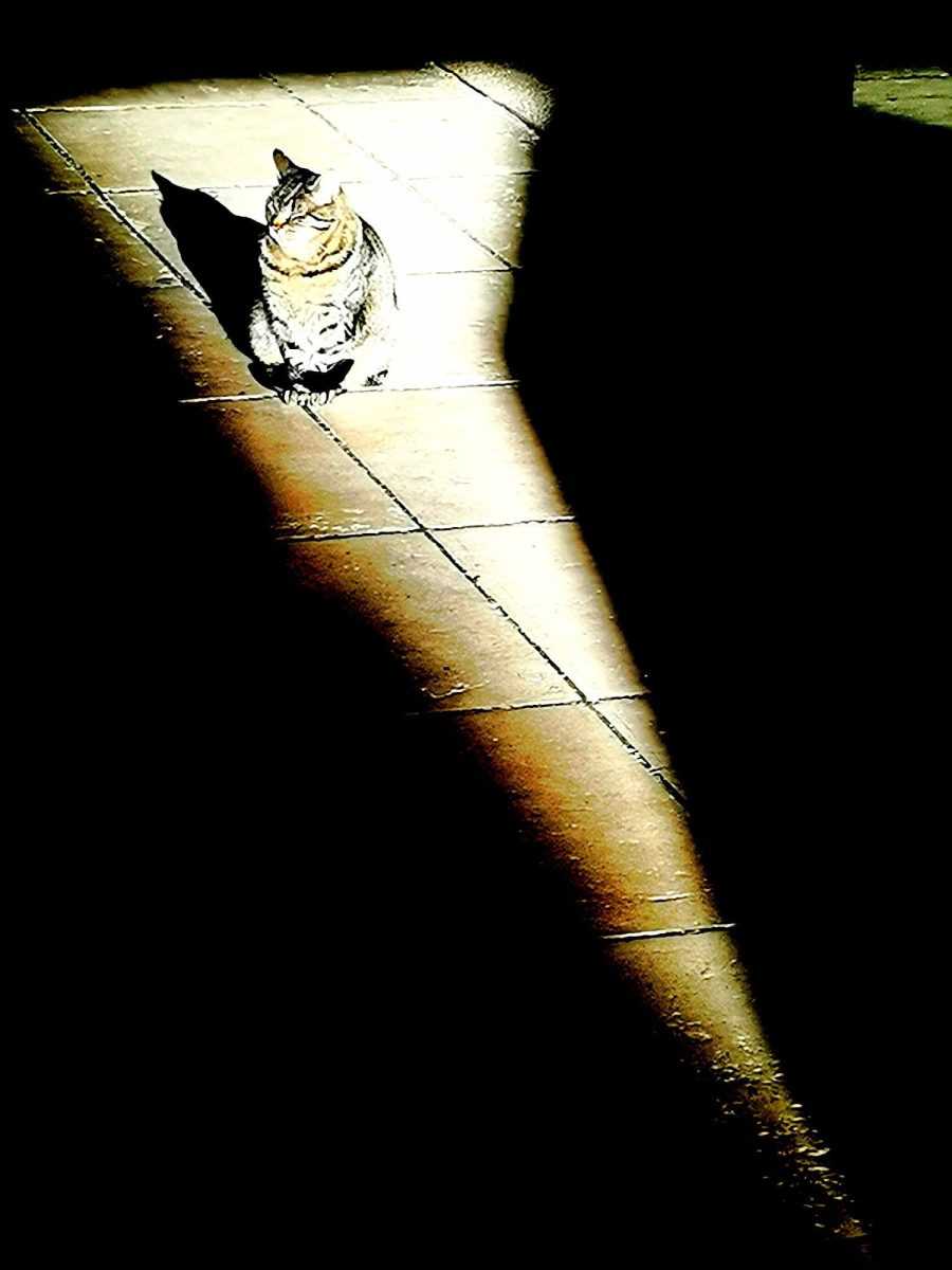 Foto: Fenix (Arif Sitnica)