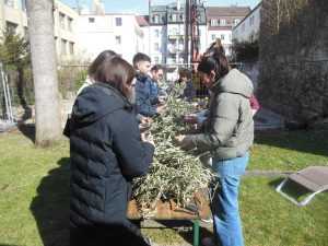 Pripreme za Cvjetnicu / Foto: Fra Jozo Župić