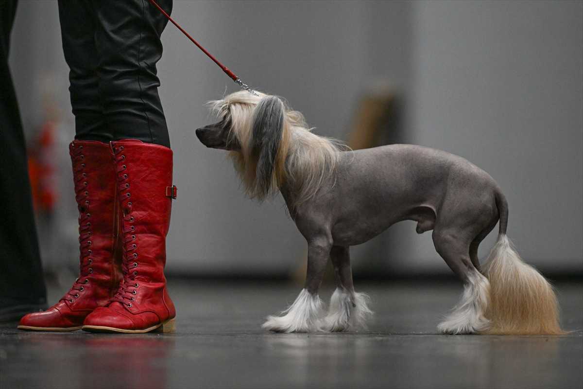 Pas (ILUSTRACIJA) / Foto: Anadolu