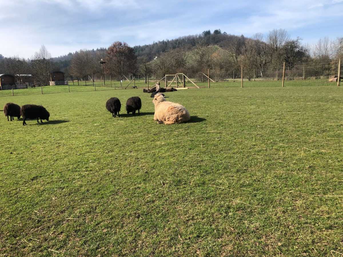 Ovce (ILUSTRACIJA) / Foto: Fenix (SC)